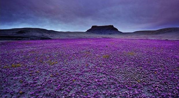 Цветущая пустыня Анза Боррего, Калифорния