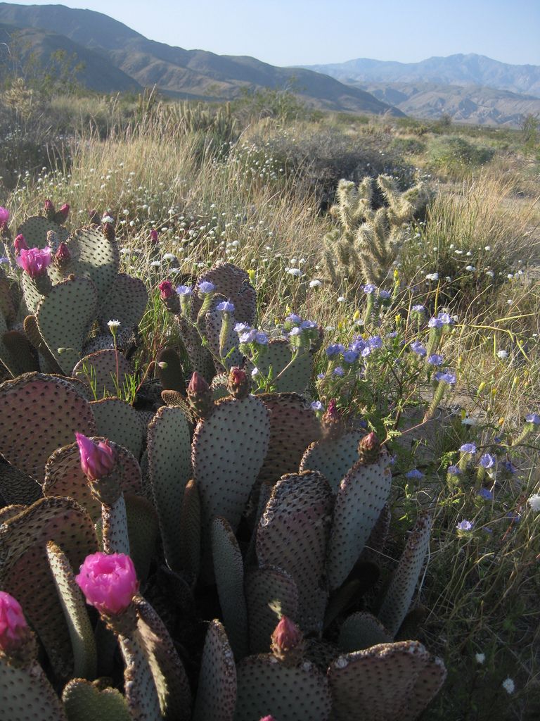 Цветущая пустыня Анза Боррего, Калифорния