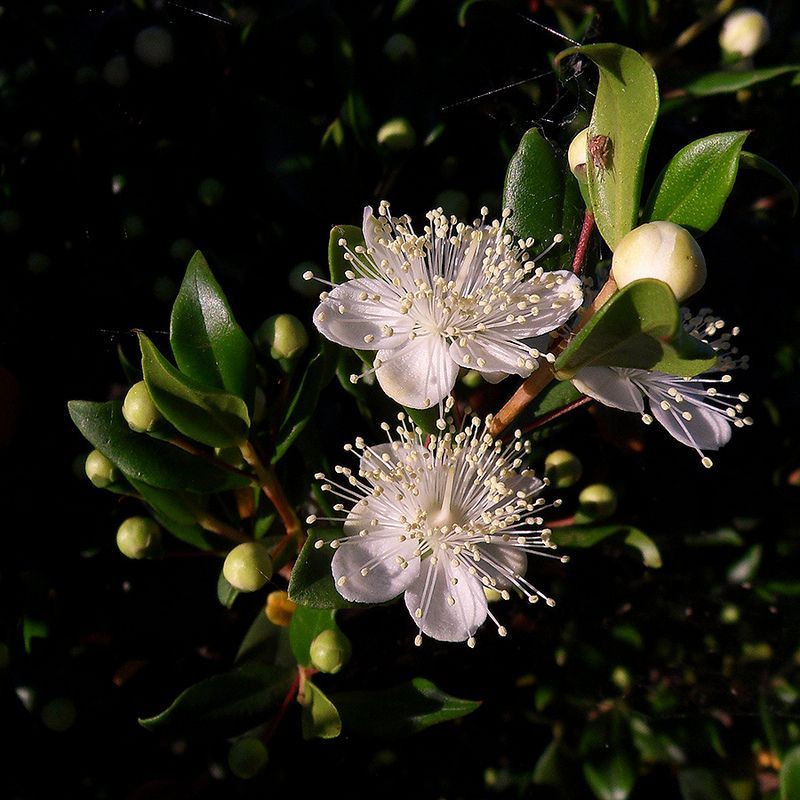 Мирт обыкновенный (лат. Myrtus communis)