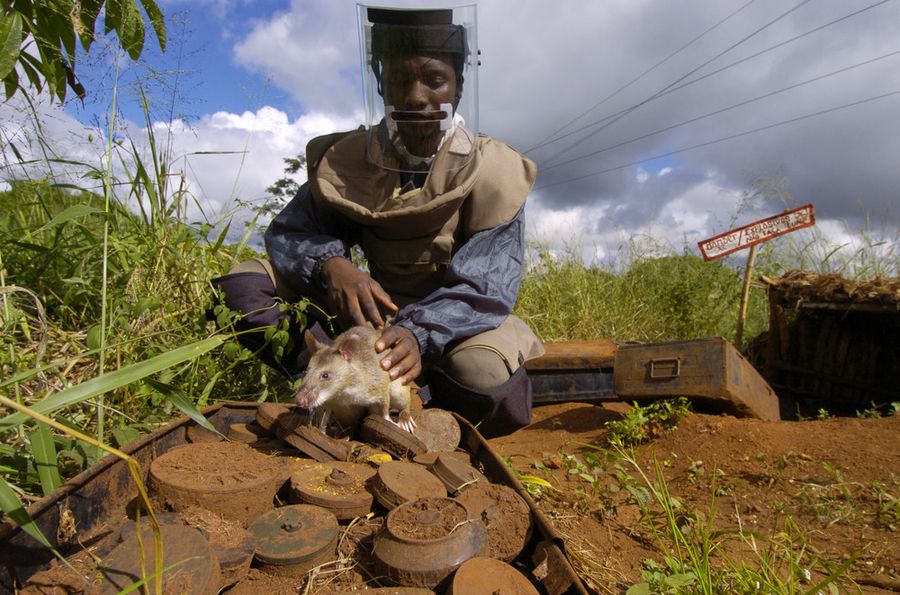 Мозамбикским специалистам по  разминированию помогают крысы-саперы