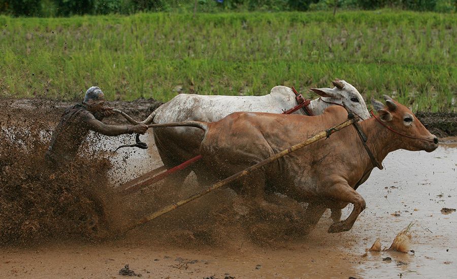 Скачки на коровах в Индии
