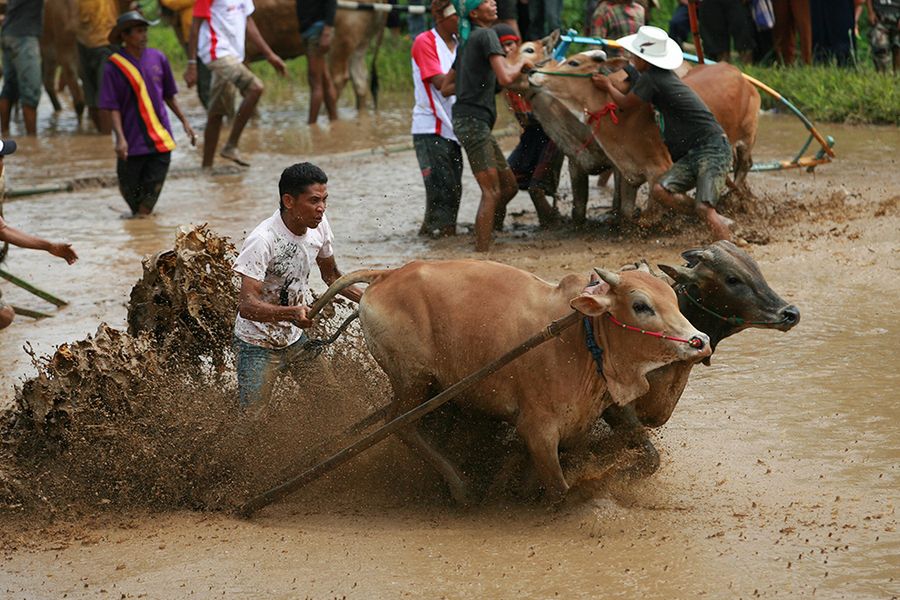 Скачки на коровах в Индии