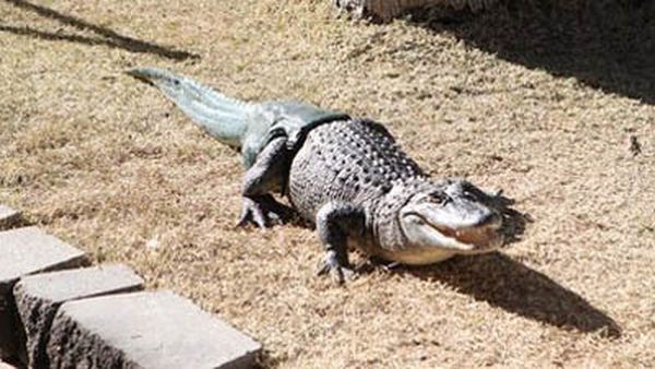 Аллигатор лишился своего хвоста в схватке с другим крокодилом