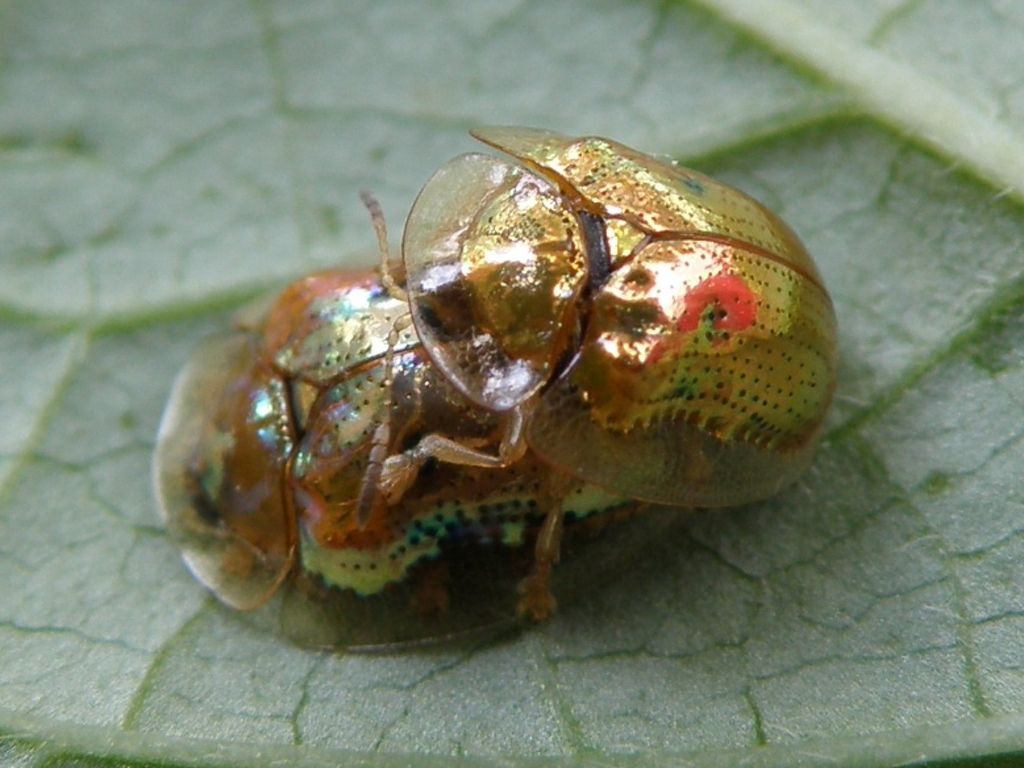 Жук золотая черепаха (Charidotella sexpunctata)