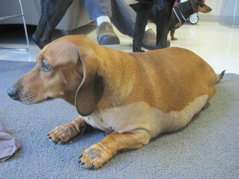 Пятилетний пес смог похудеть на 19 килограммов (фото: facebook biggest loser)