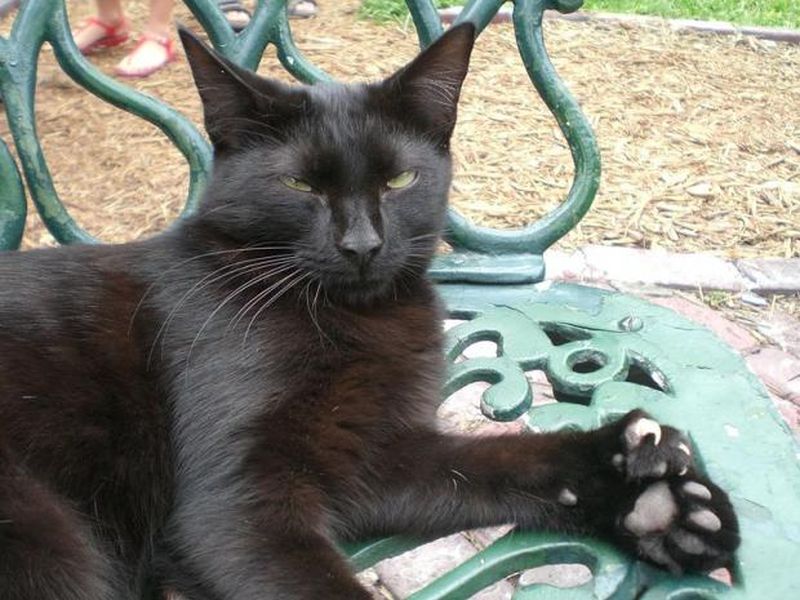 Кошка с пятью пальцами порода