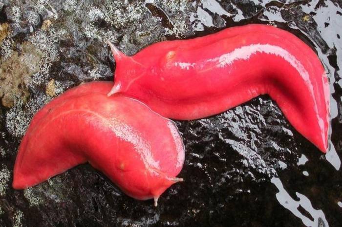 Ярко-розовый капутарский слизняк