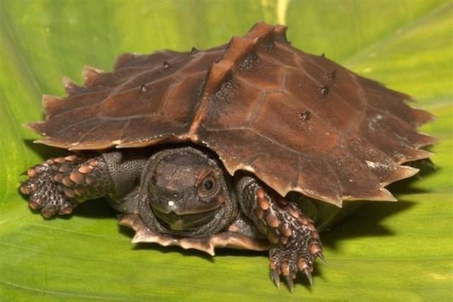 Черепаха Виды Фото