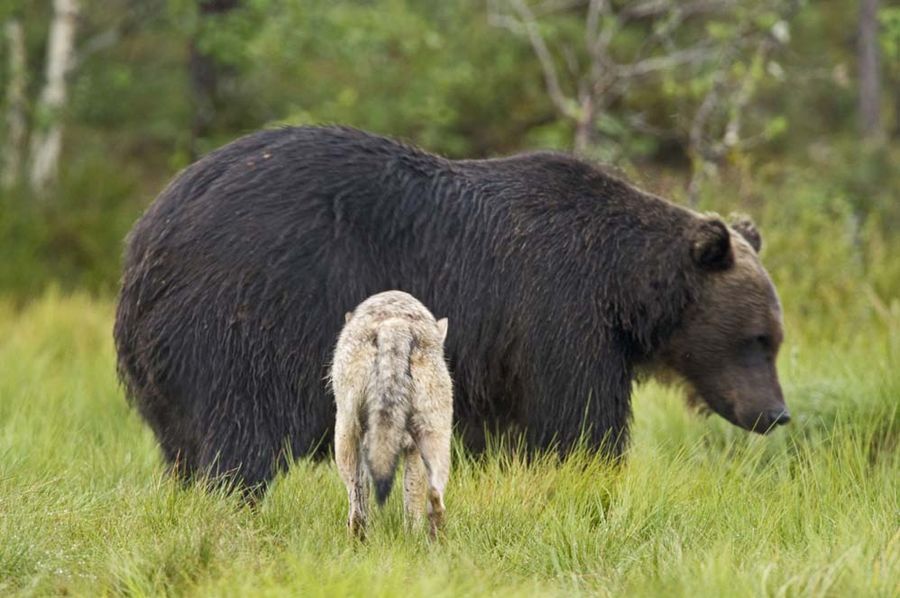 Медведь и волк - неразлучные друзья