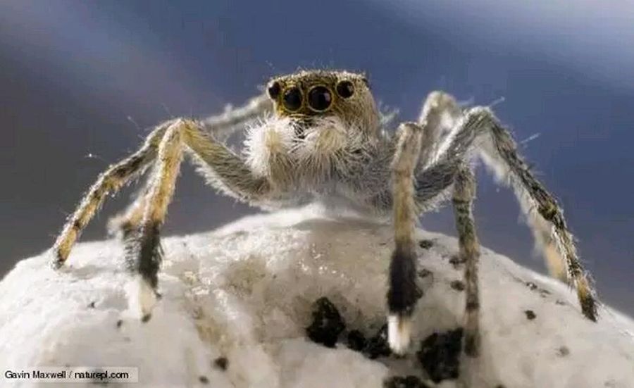 Гималайский прыгучий паук