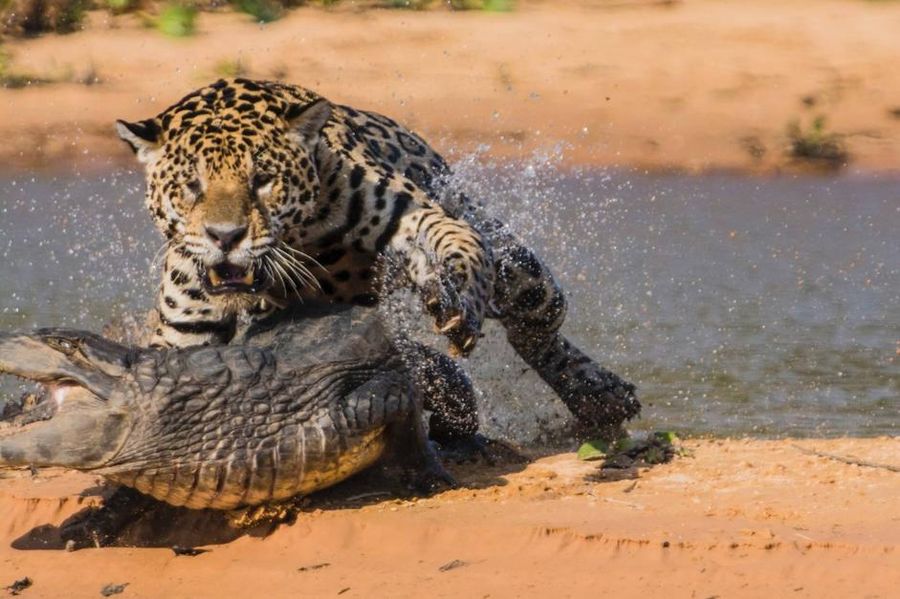 Столкновение хищников: ягуар против каймана