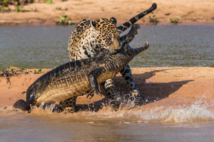 Столкновение хищников: ягуар против каймана