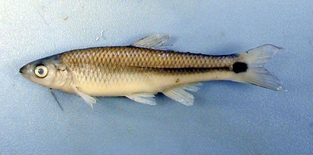 Рыбки вида Cyprinella venusta страдают от внешнего шума и вынужденно 