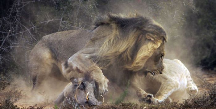 охота львов на бородавочника