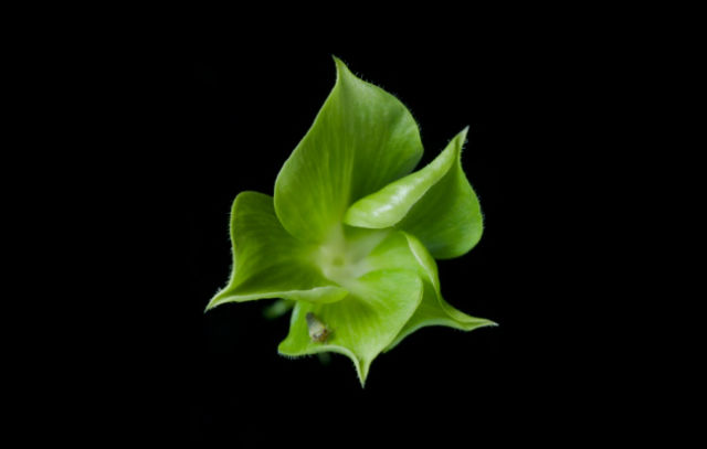 "Цветок" из листьев, образованный вследствие заражения фитоплазмой (фото John Innes Centre). 