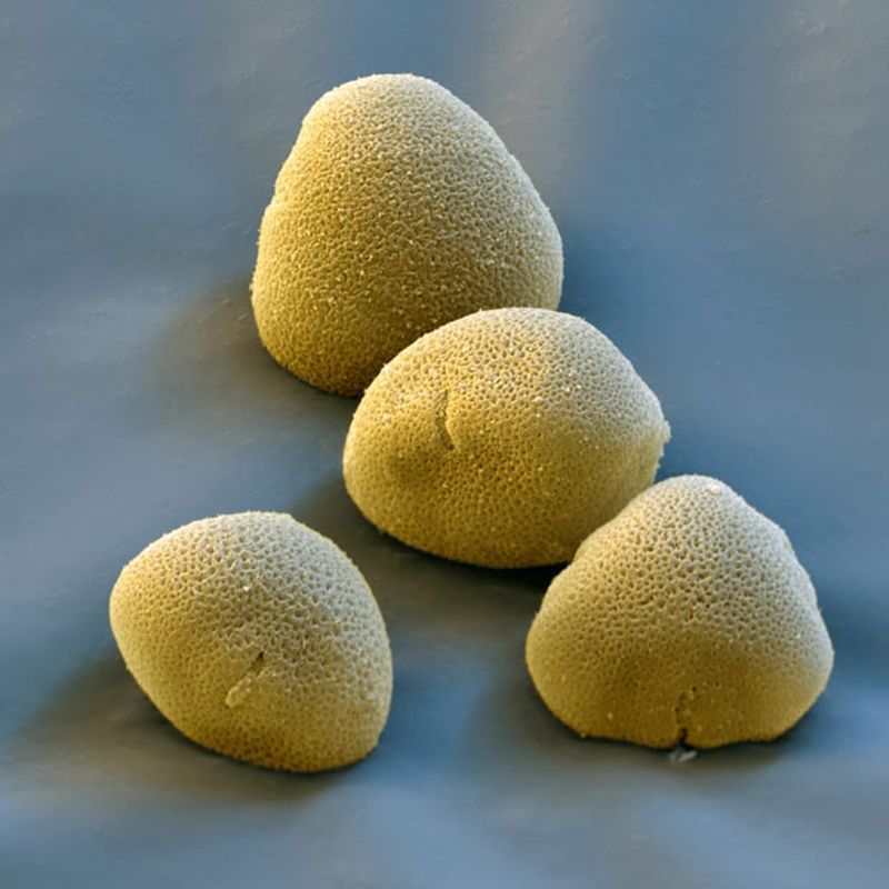 Проросшая пыльца. Цветочная пыльца под микроскопом. Пыльца амброзии под микроскопом. Пыльца электронный микроскоп. Пыльца ольхи под микроскопом.