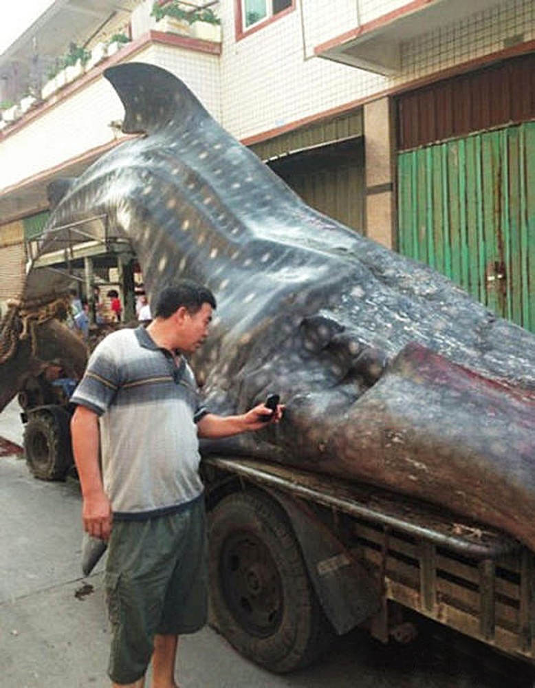 Китайский рыбак поймал двухтонную акулу