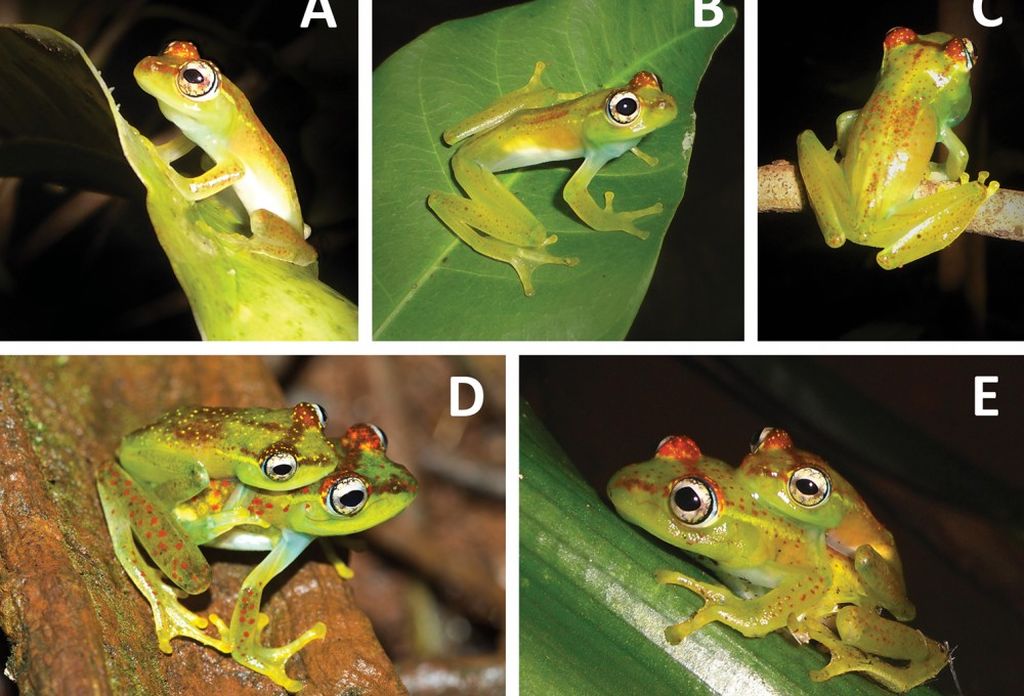 На Мадагаскаре нашли необычный вид лягушек