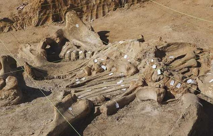 Техасец раскопал у себя на ферме скелет мамонта