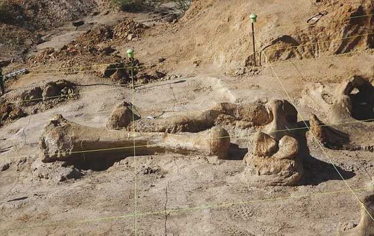 Техасец раскопал у себя на ферме скелет мамонта
