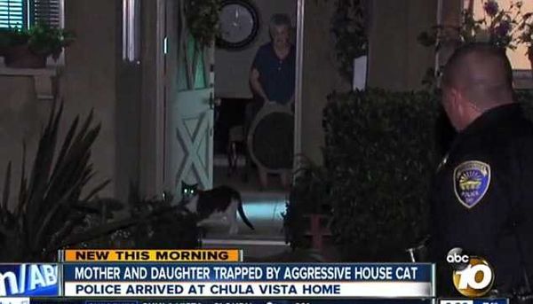 Агрессивный кот взял в заложники двух женщин