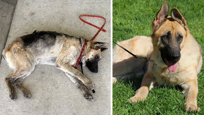 16 бездомных собак до и после спасения