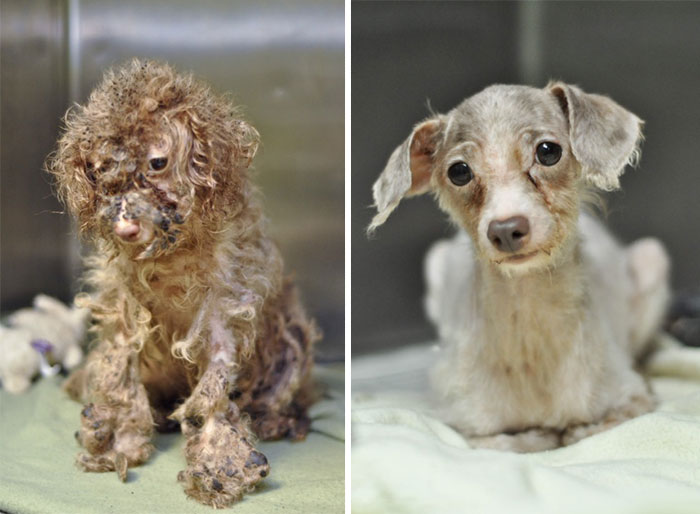 16 бездомных собак до и после спасения