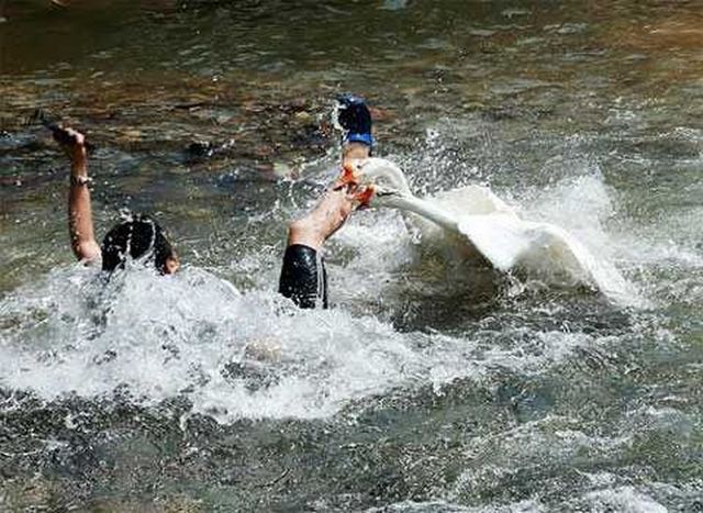 На незадачливого туриста, отдыхавшего у воды, напали гуси