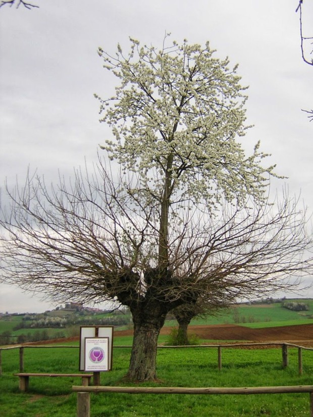 Двойное дерево Касорцо: дерево, растущее на верхушке другого дерева