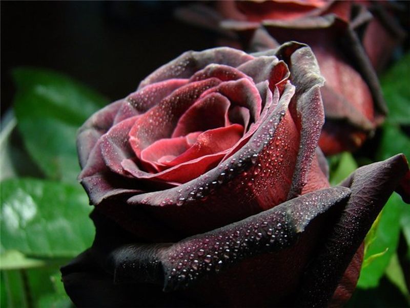 10 самых ароматных цветков