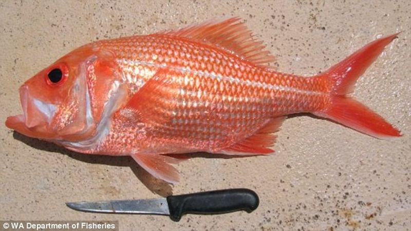 У берегов Австралии выловили самую старую рыбу в мире