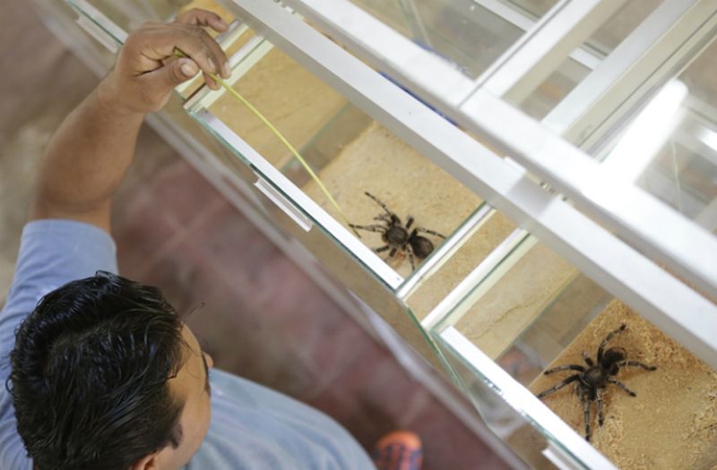 В Никарагуа собирают урожай пауков-птицеедов