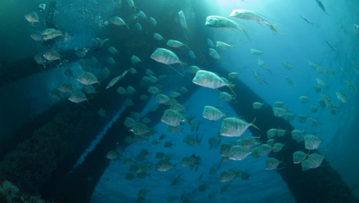 Рыбы облюбовали морские платформы в качестве новой среды обитания