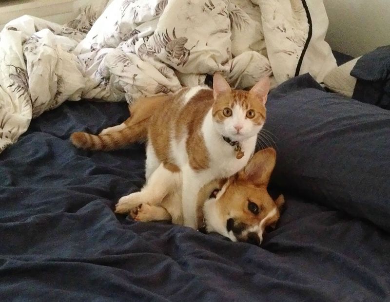 Трогательная дружба кота и собаки