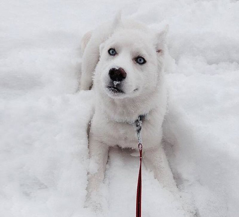 Фотографии животных, которые впервые увидели снег