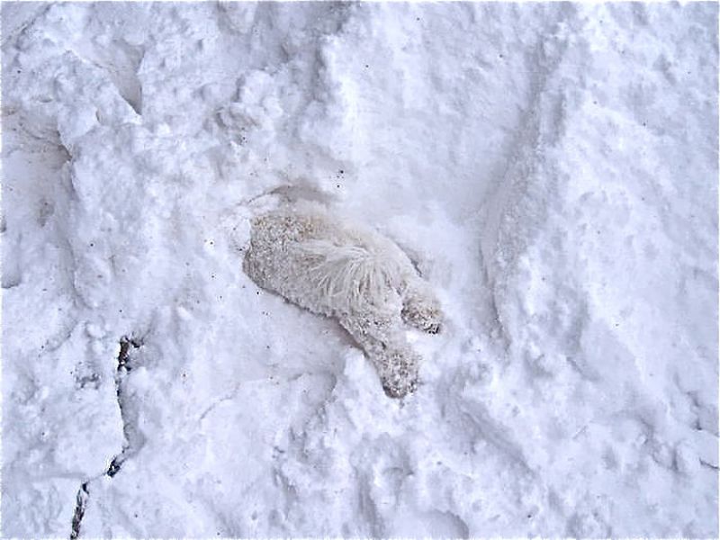 Фотографии животных, которые впервые увидели снег