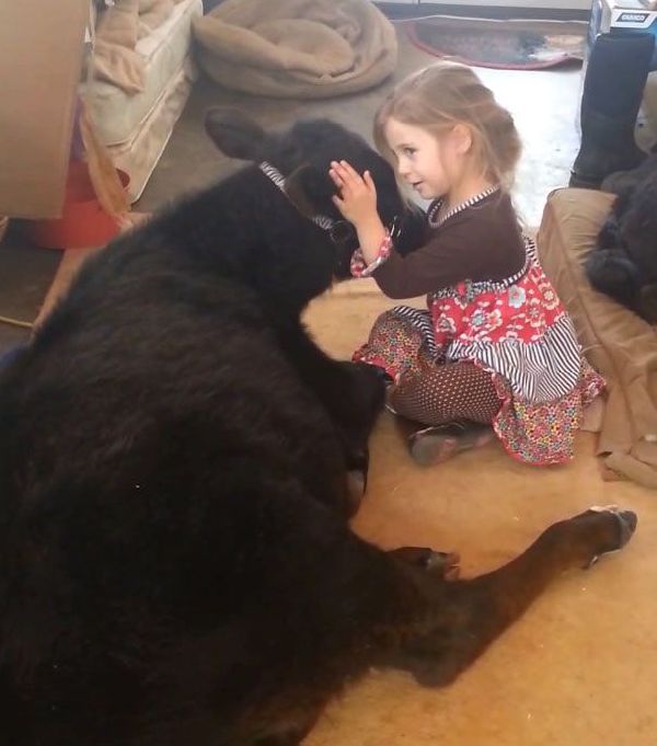 Пятилетняя девочка приютила теленка