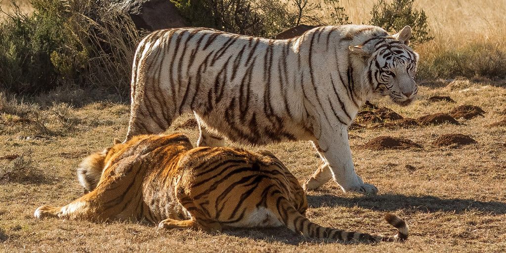 Две тигрицы вступили в схватку из-за территории