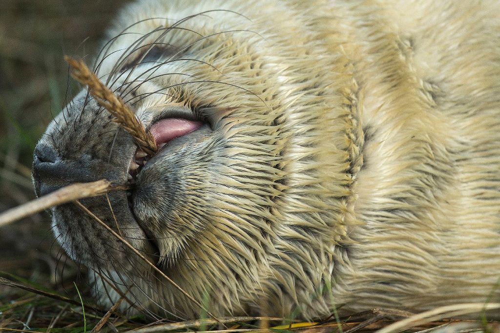 Серые тюлени заповедника Trust's Donna Nook