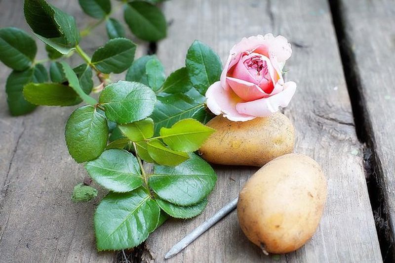 Как вырастить розу при помощи картошки