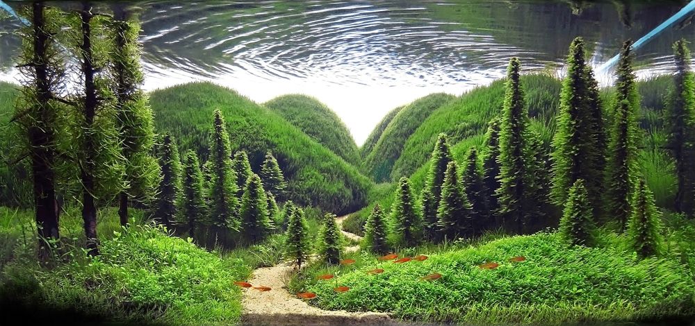 The Incredible Underwater Art of Competitive Aquascaping plants fish aquariums