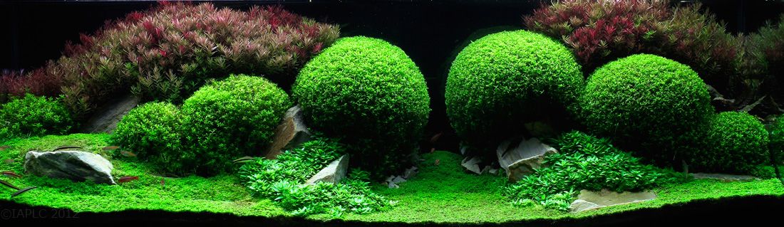 The Incredible Underwater Art of Competitive Aquascaping plants fish aquariums