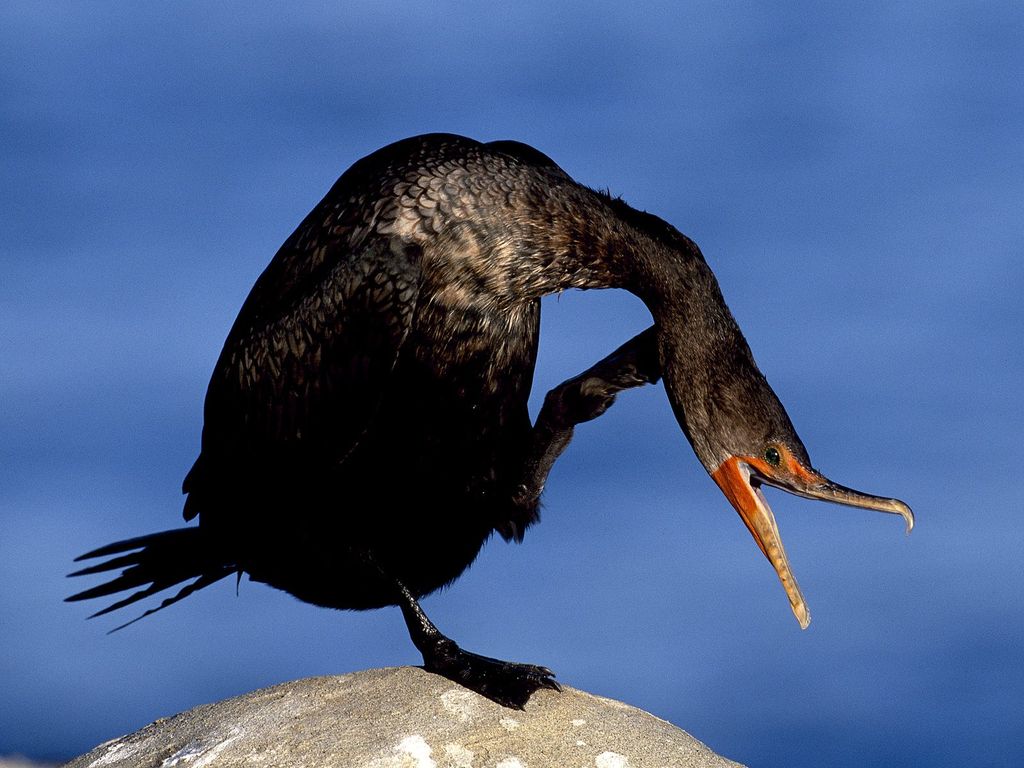 Птицы Черного Моря Фото