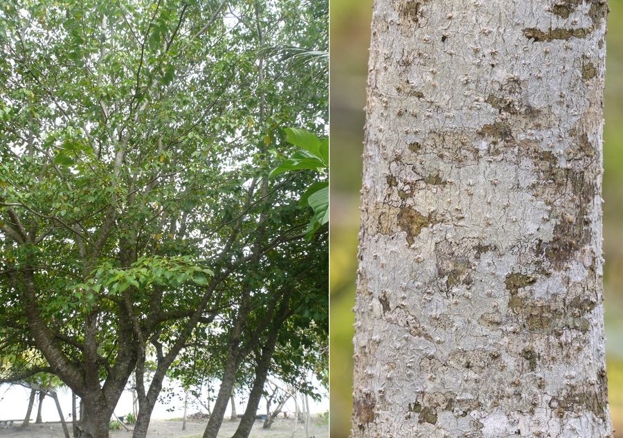 Манцинелловое дерево, или Манцинелла, известное также как манзинилла (лат. Hippomane mancinella)