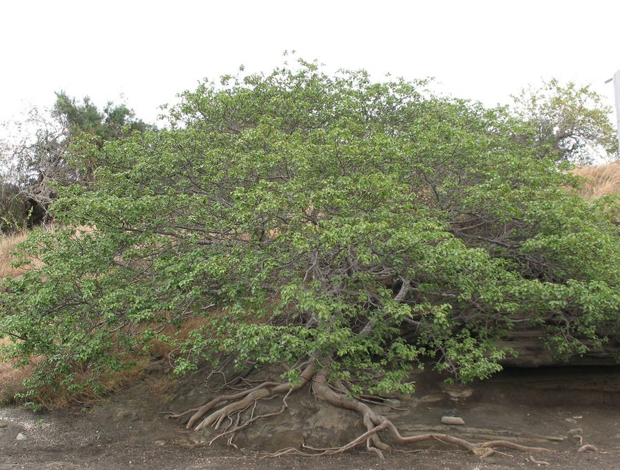 Манцинелловое дерево, или Манцинелла, известное также как манзинилла (лат. Hippomane mancinella)