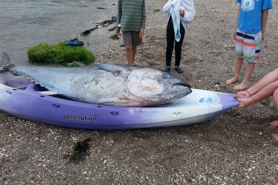 Британские туристки нашли голубого тунца стоимостью 1,7 млн долларов