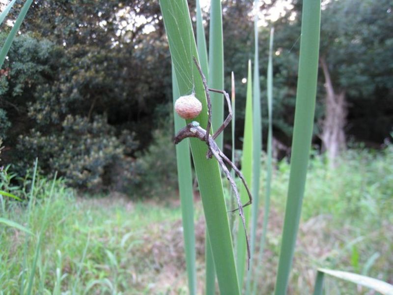 Паук-гладиатор Deinopis subrufa (лат. Deinopis subrufa)
