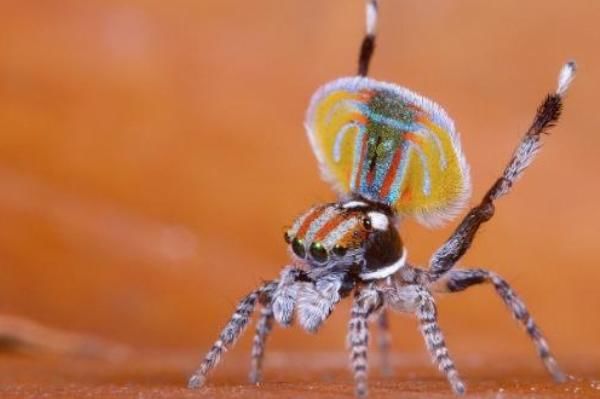 10 самых причудливых пауков