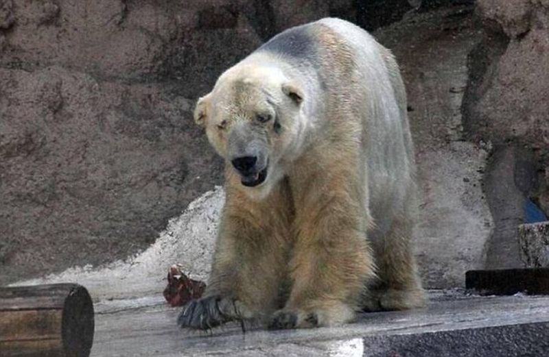 Самый печальный белый медведь живет в аргентинском зоопарке