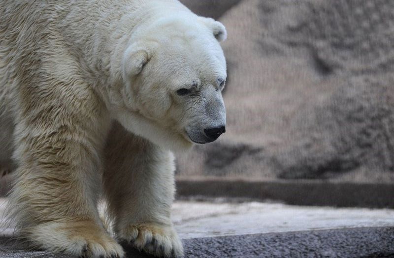 Самый печальный белый медведь живет в аргентинском зоопарке